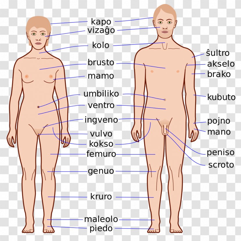 Finger Human Body Homo Sapiens Anatomy Physiology - Cartoon Transparent PNG