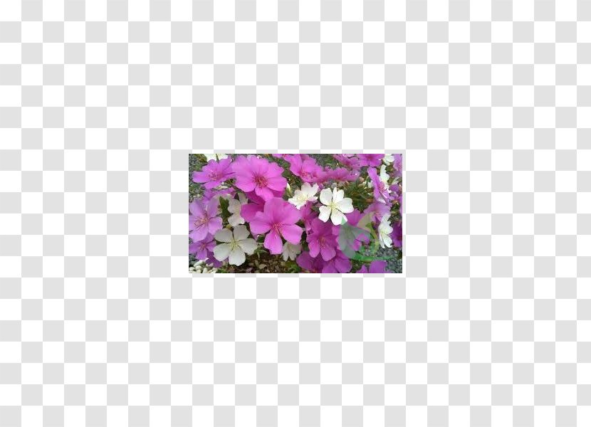 Vervain Annual Plant Herbaceous Tibouchina Mutabilis Rectangle - Flower - Garden Centre Transparent PNG