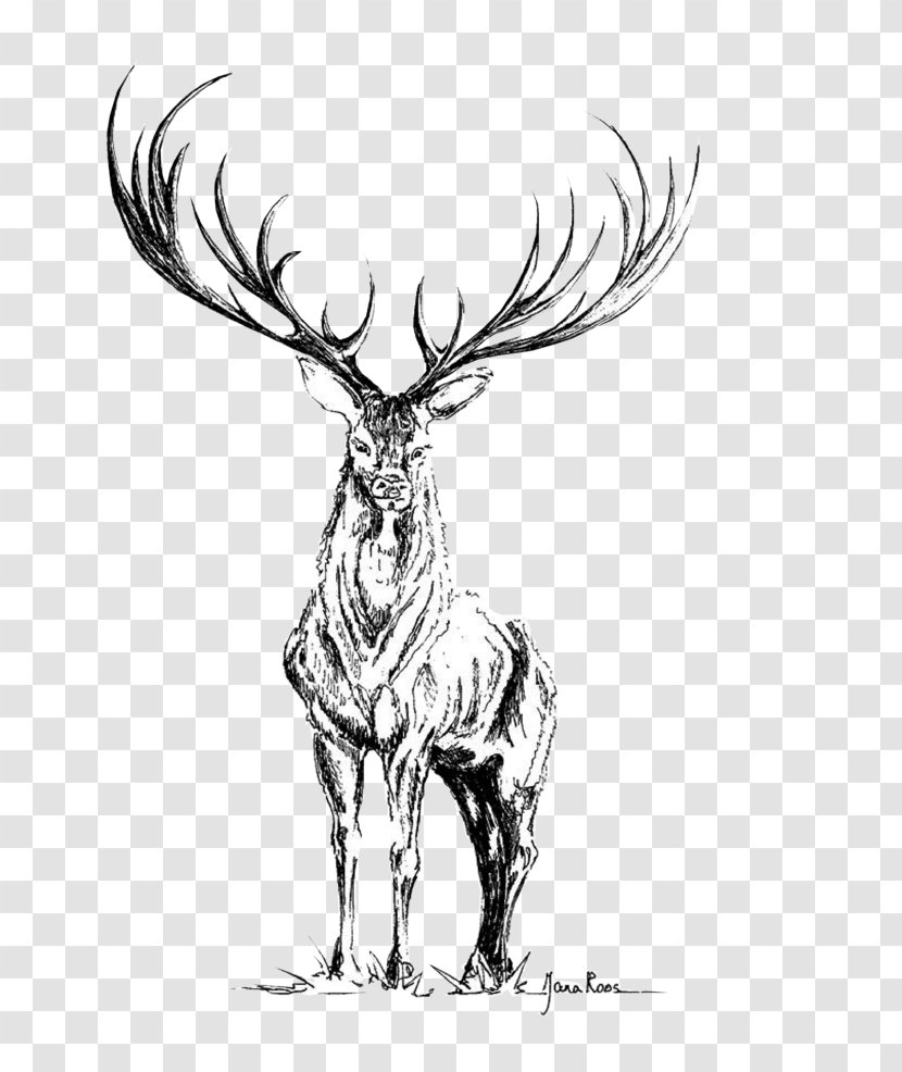 Reindeer Elk Antler Sketch Visual Arts Transparent PNG