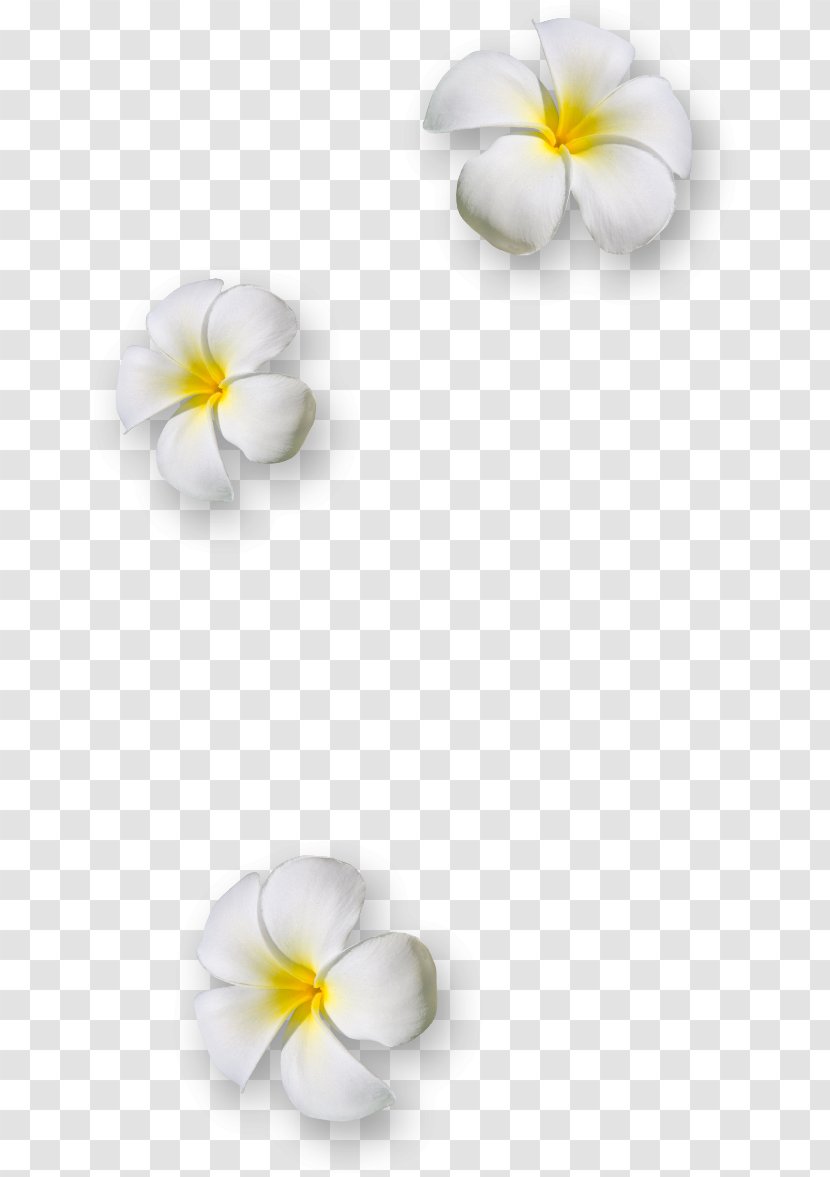 Flower Petal Download Clip Art - Still Life Photography Transparent PNG