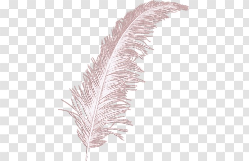Feather Bird Wing - Rgb Color Model Transparent PNG