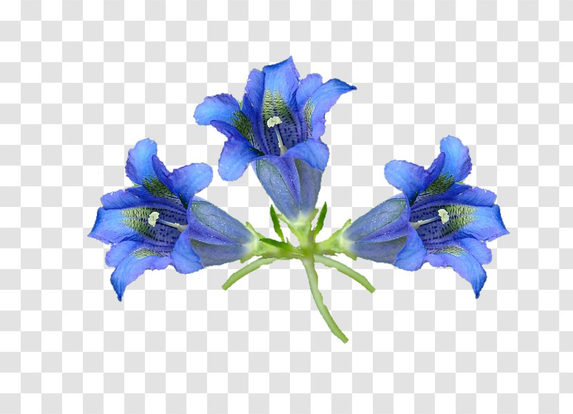 Bellflower Cut Flowers Gentians - Violet - Horizon Transparent PNG