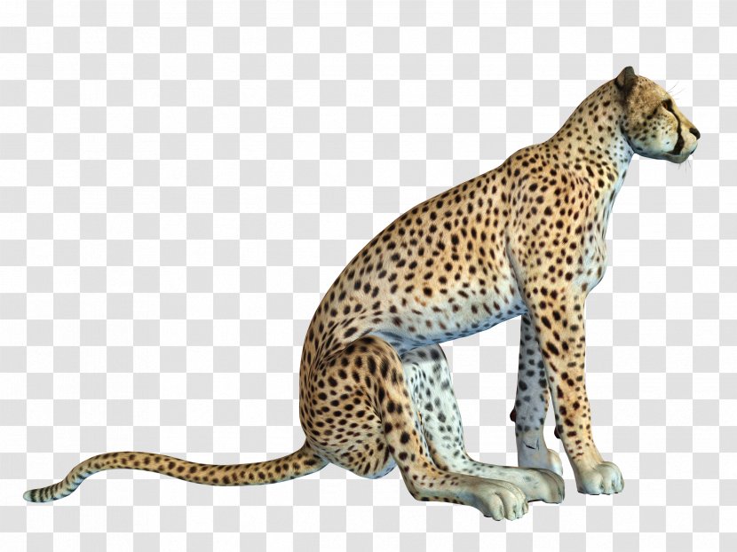 Cheetah African Leopard Cat - Carnivoran - Free Crouching Pull Transparent PNG