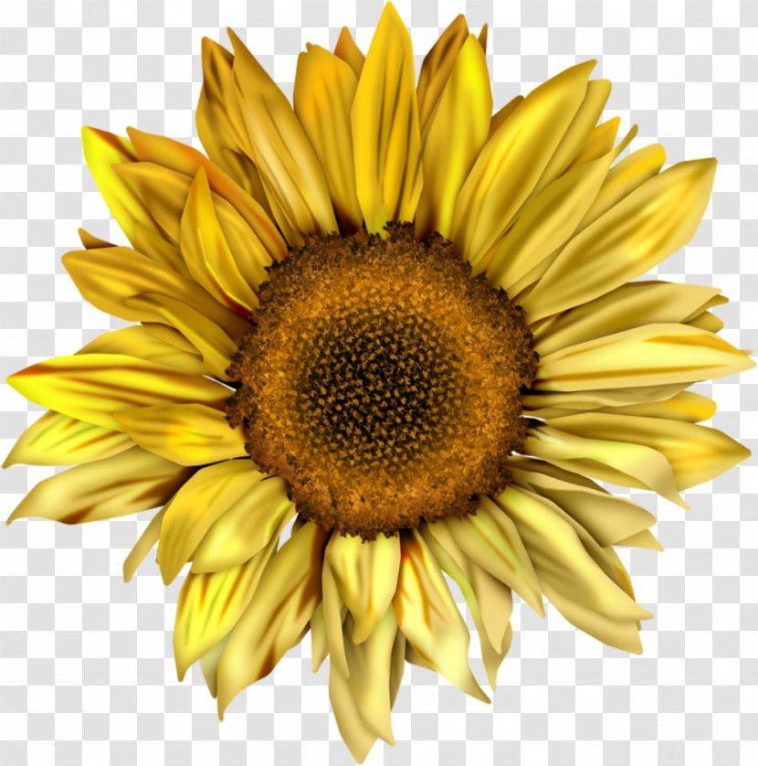 Common Sunflower Desktop Wallpaper Seed Clip Art - Flower Transparent PNG