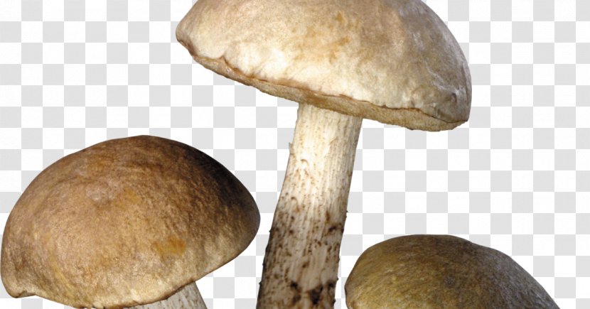 Common Mushroom Edible Fungus - Medicinal Fungi Transparent PNG