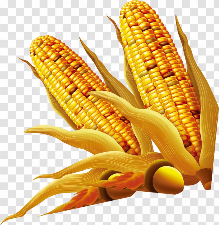 Download Maize - Food Grain - Big Corn Transparent PNG