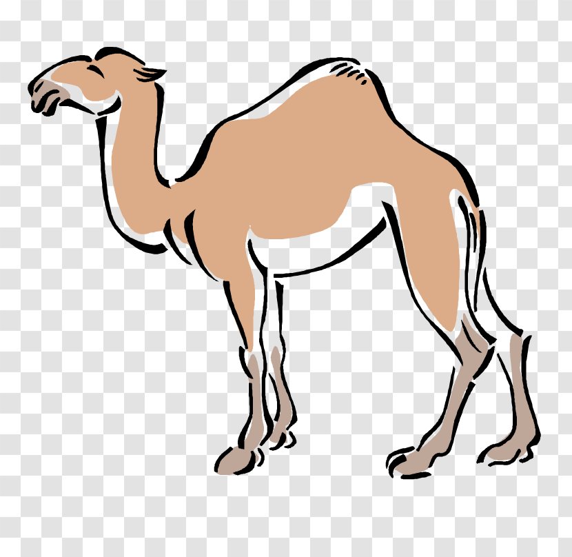 Bactrian Camel Clip Art - Neck - Mammal Transparent PNG