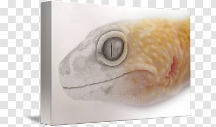 Common Leopard Gecko Lizard Gallery Wrap - Closeup Transparent PNG