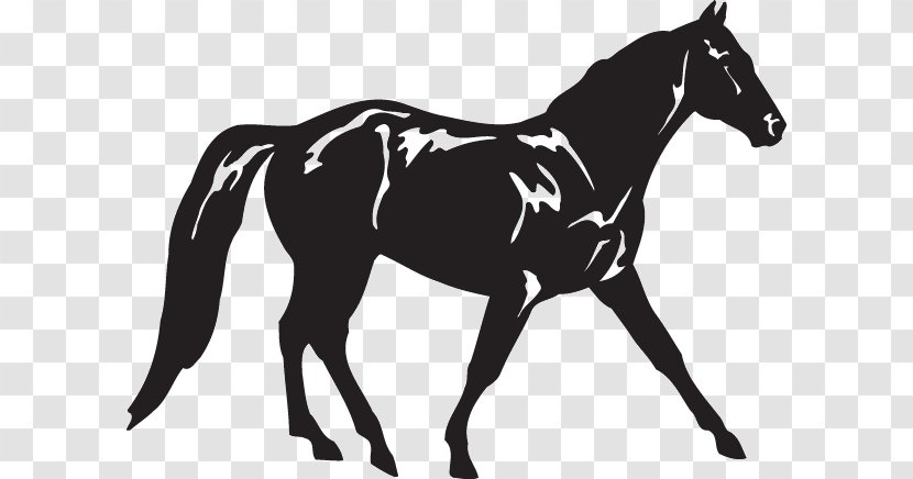 Appaloosa Missouri Fox Trotter American Quarter Horse Tennessee Walking Standing - Pony Transparent PNG