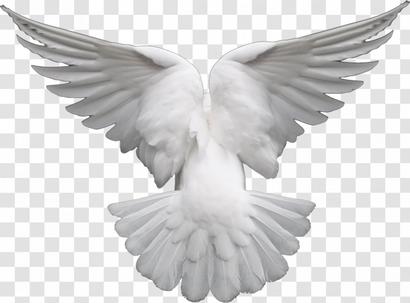 Pigeons And Doves Clip Art Image As Symbols - Sculpture - Dove Transparent Background Transparent PNG