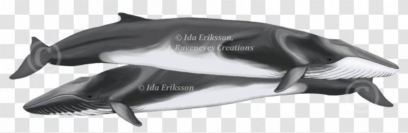 Short-finned Pilot Whale La Plata Dolphin River Cetaceans Finless Porpoise - Risso's Transparent PNG