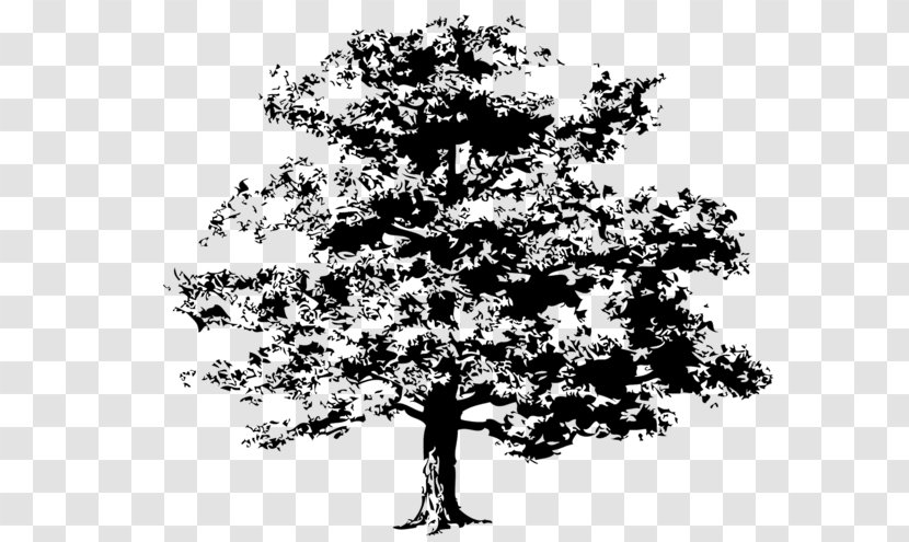 Tree Drawing Clip Art - Quercus Kelloggii Transparent PNG