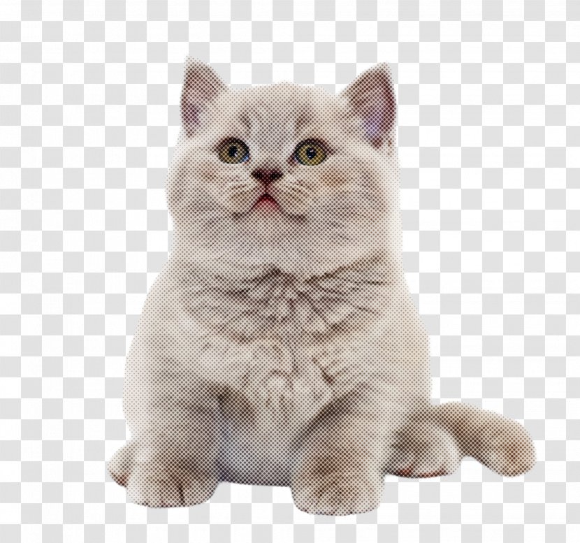 Cat Small To Medium-sized Cats British Shorthair Whiskers Domestic Short-haired - Longhair Shorthaired Transparent PNG