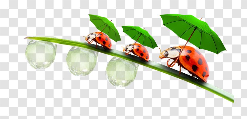 Ladybird Beetle Insect Clip Art - Pest - Coccinelle Transparent PNG