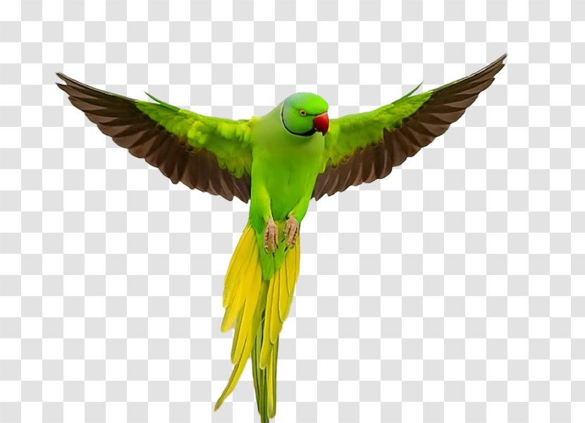 Parrot Lovebird Rose-ringed Parakeet Budgerigar Transparent PNG