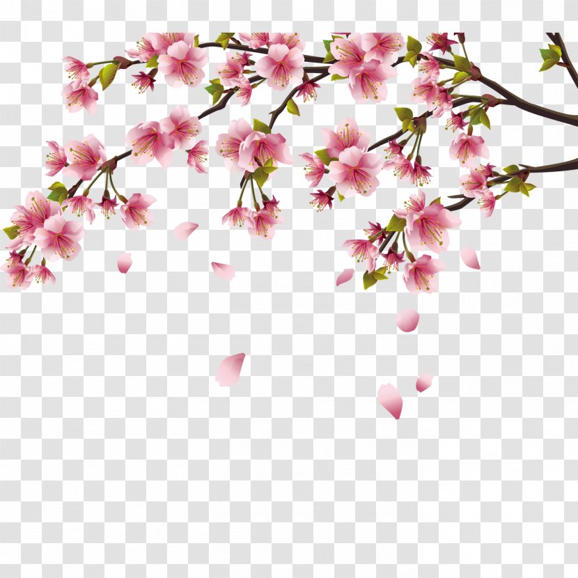 Cherry Blossom Peach - Flowering Plant Transparent PNG