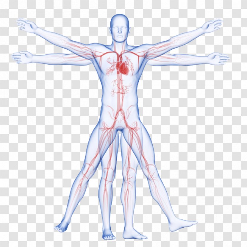 Circulatory System Vitruvian Man Artery Human Body Arm - Watercolor - Veins Transparent PNG