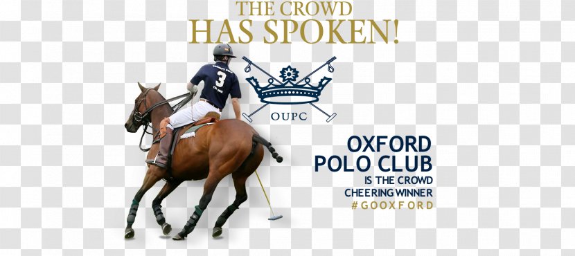 University Of Oxford Polo Club Horse - Bridle Transparent PNG