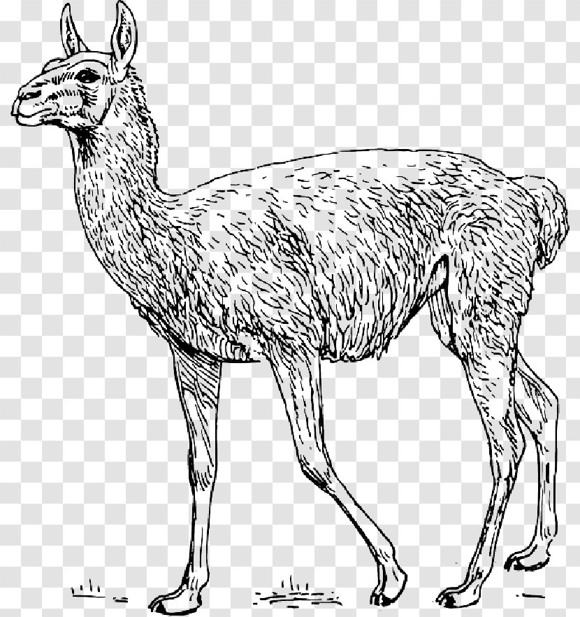 Guanaco Llama Clip Art Drawing - Coloring Book - Zoology Transparent PNG