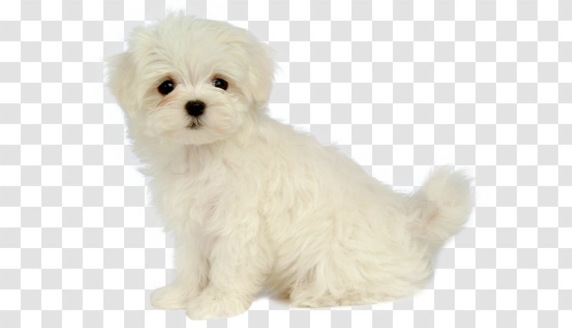 Maltese Dog Papillon Poodle Shih Tzu Mal-shi - Cuteness - Puppy Transparent PNG