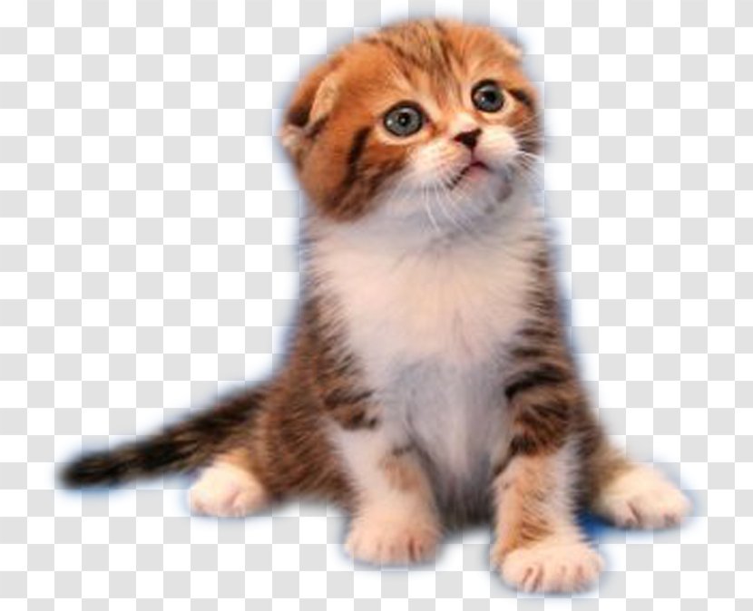 Cat Kitten Puppy - Carnivoran - Cape Transparent PNG