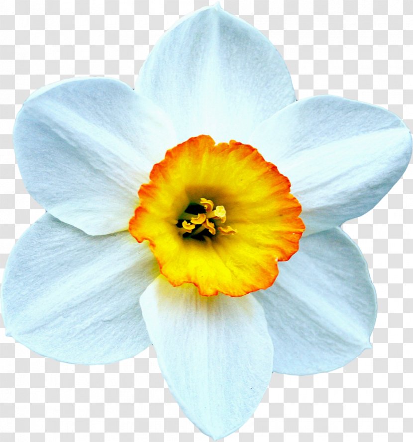 The Beautiful Narcissus Daffodil Flower Bulb - Blossom Transparent PNG
