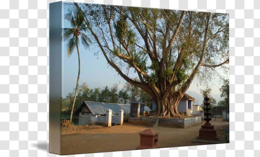 Thiruvananthapuram Alappuzha Tree Kathakali Wood - Property Transparent PNG