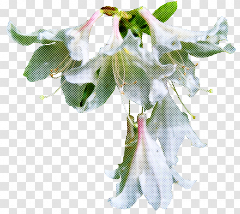 Flower White Plant Petal Cut Flowers Transparent PNG