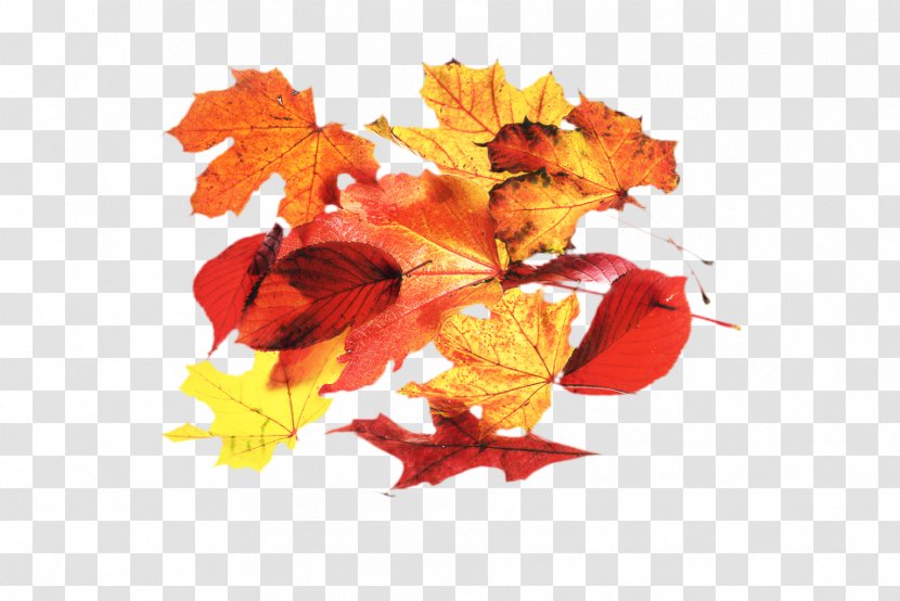 Autumn Leaf Drawing - Maple - Plane Deciduous Transparent PNG