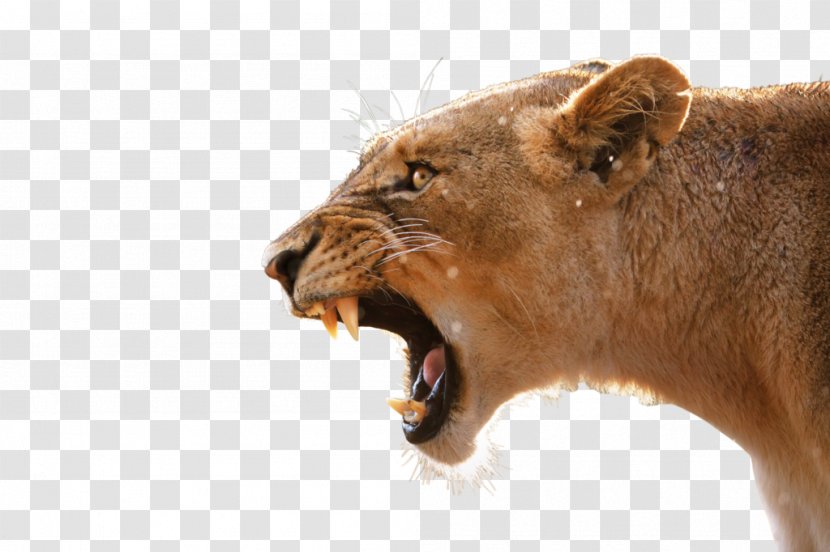 Lion Desktop Wallpaper Anger Tiger Roar - Mobile Phones Transparent PNG