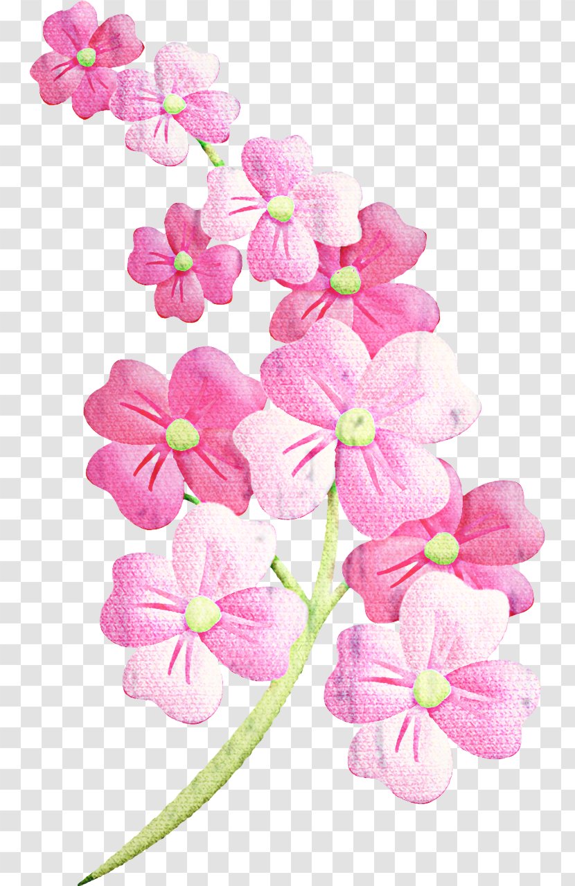 Cherry Blossom Cartoon - Moth Orchid - Cornales Hydrangea Transparent PNG