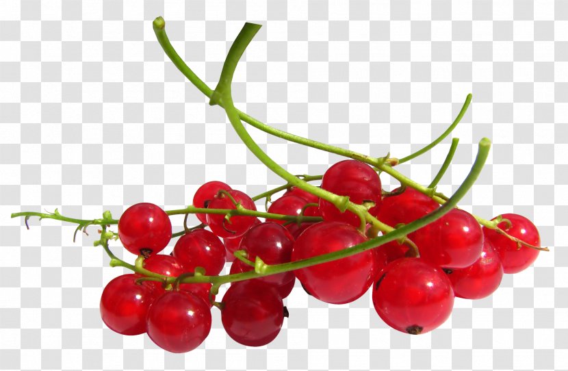 Redcurrant Frutti Di Bosco Zante Currant Cranberry Fruit Transparent PNG
