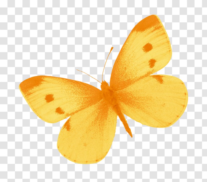 Butterfly Yellow Clip Art - Pollinator - Watercolor Transparent PNG