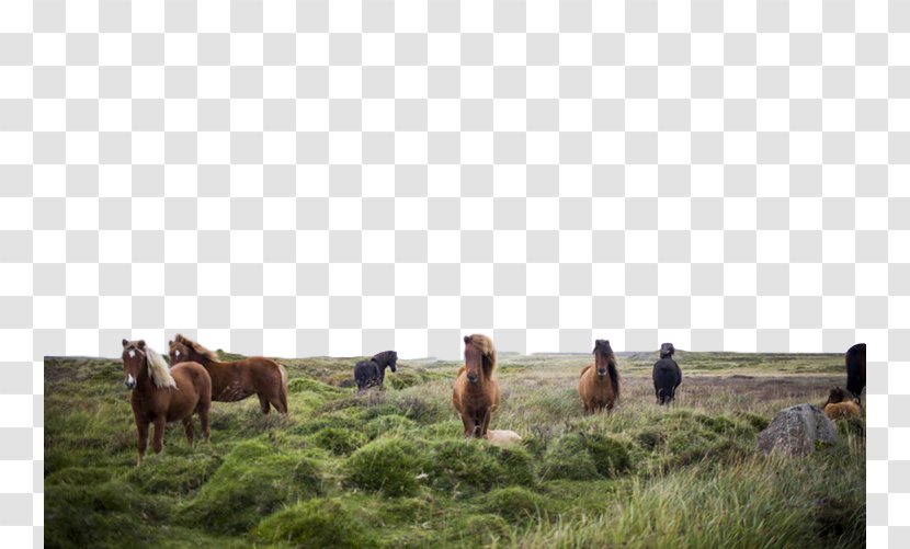 Herd Pasture Horse Grazing Grassland - Ecoregion - Grass Rural Area Transparent PNG