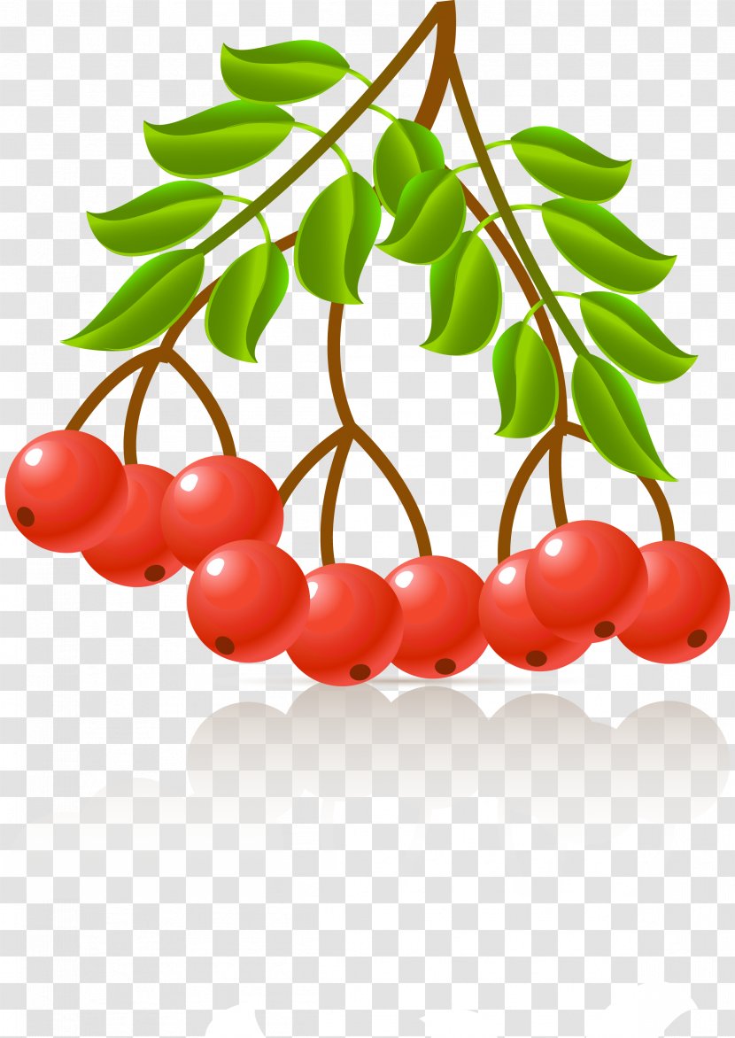 Lingonberry Medicinal Plants Sorbus Aucuparia Clip Art - Android - Plant Transparent PNG