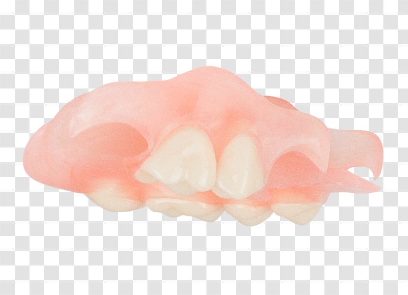 Dentures Jaw Peach Transparent PNG