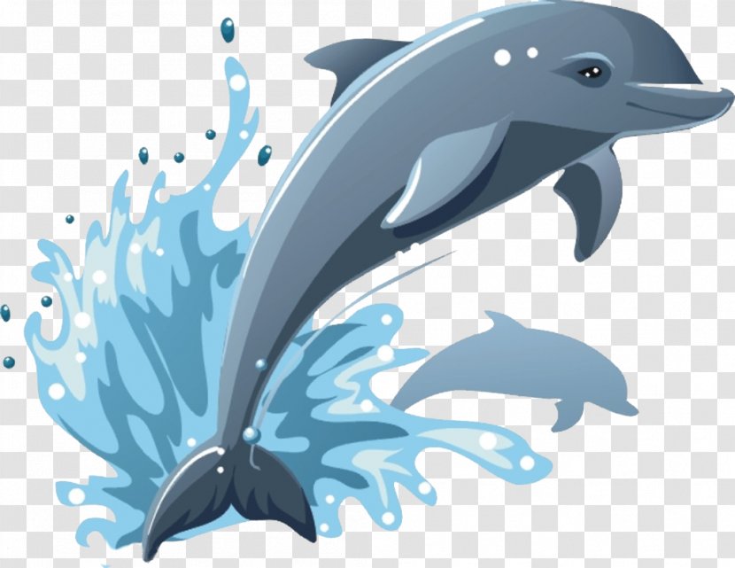 Common Bottlenose Dolphin Drawing Clip Art - Wholphin - Whale Transparent PNG