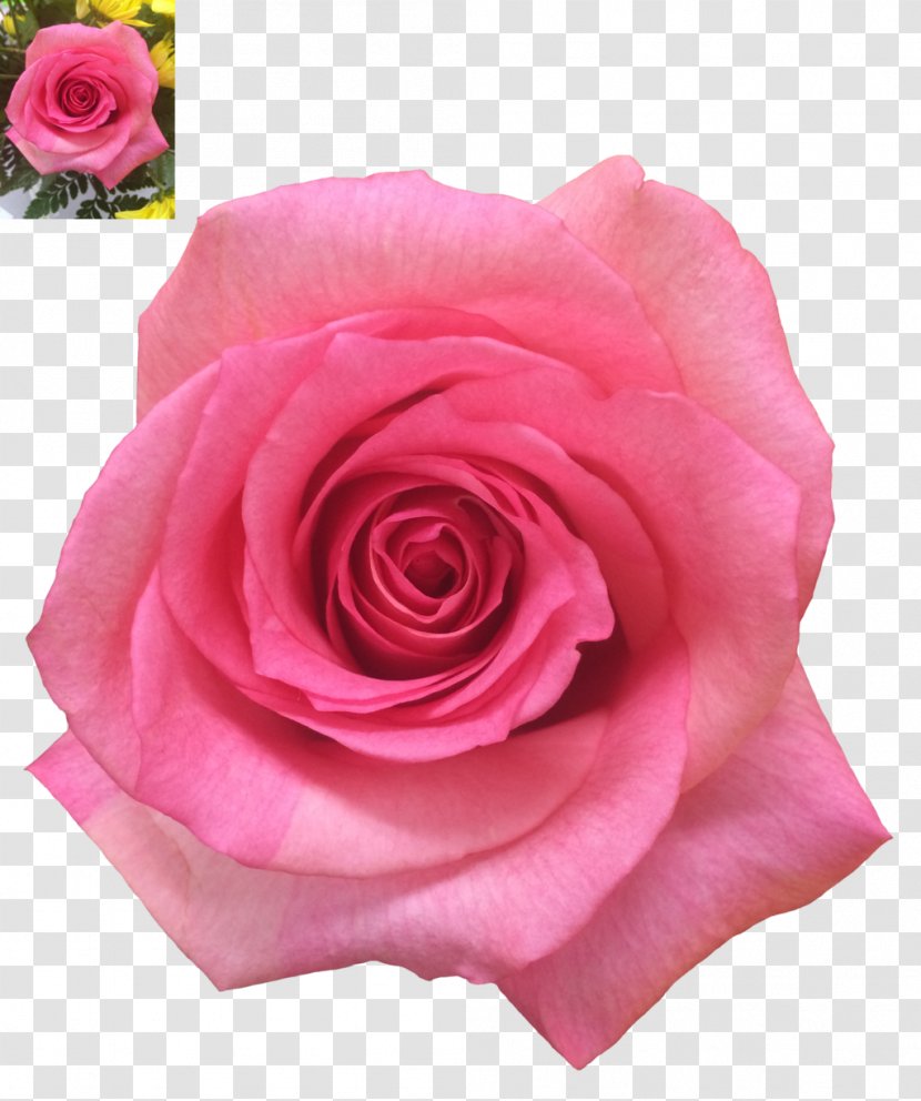 Garden Roses Pink - Petal - Rose Transparent PNG