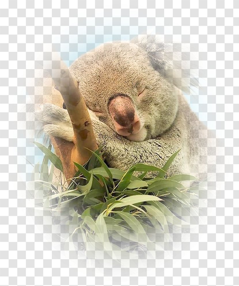 Baby Koala Animal Marsupial Wildlife - Paw - Floral Vector Material Design Transparent PNG