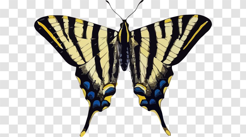 Swallowtail Butterfly Old World Scarce Vector Graphics Butterflies & Insects - Wing Transparent PNG