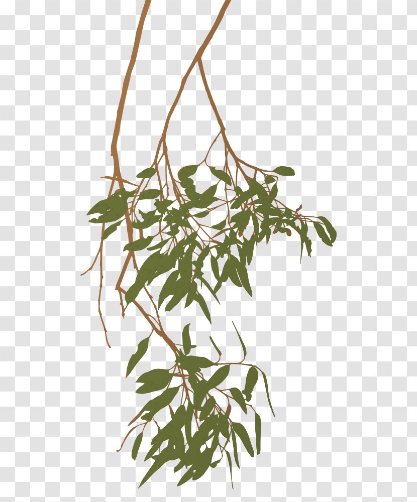 Eucalyptus Globulus Camaldulensis Tree Branch Clip Art - Flora Transparent PNG