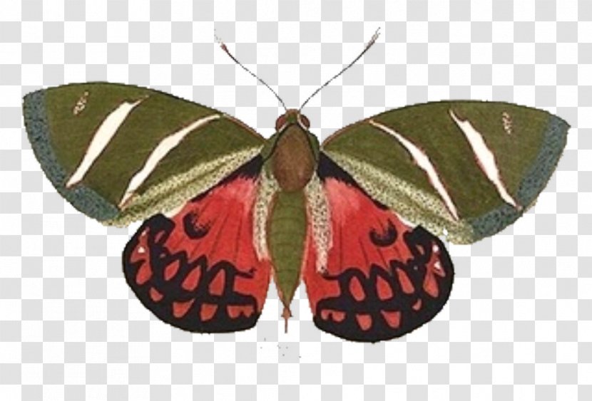 Butterfly Moth Folk Art Clip Transparent PNG