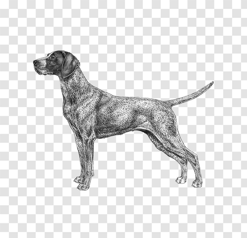 German Wirehaired Pointer Bluetick Coonhound Shorthaired Black And Tan - Carnivoran Transparent PNG