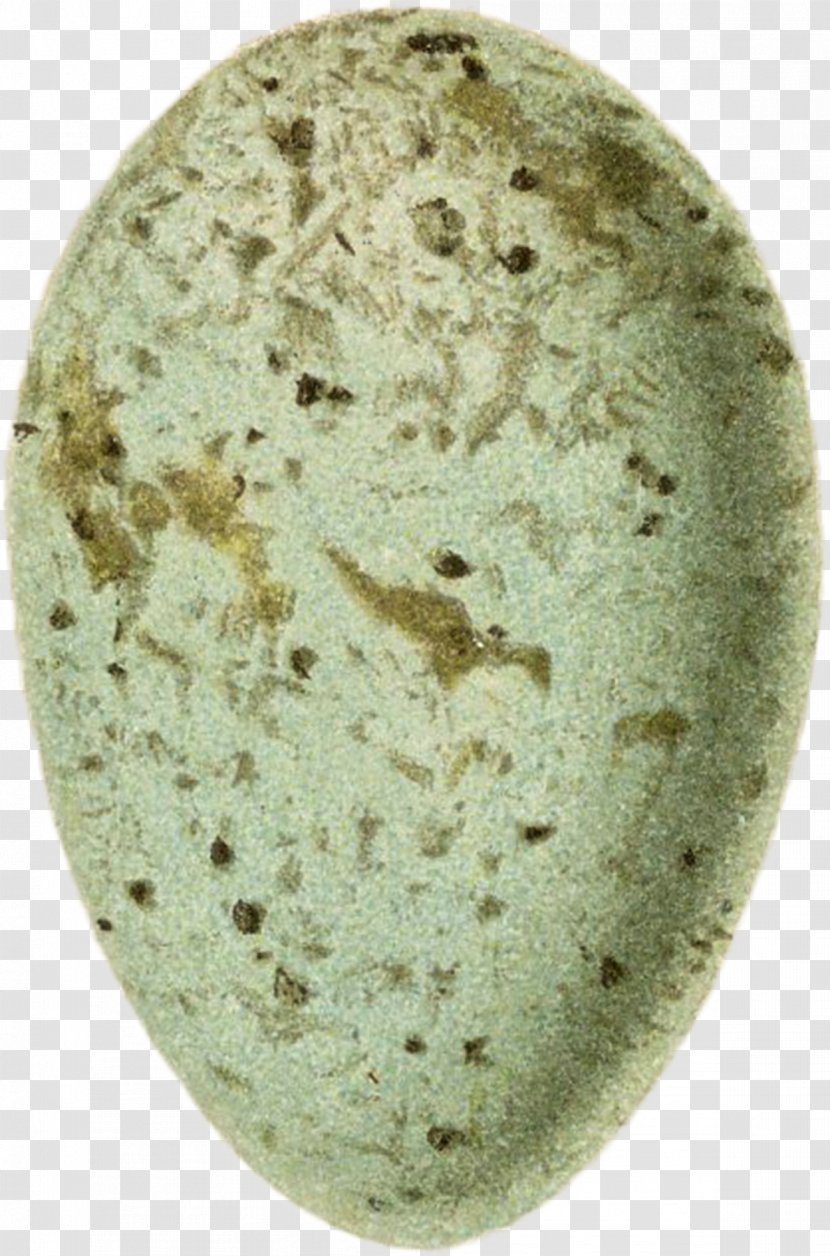 Organism - Bird Egg Transparent PNG