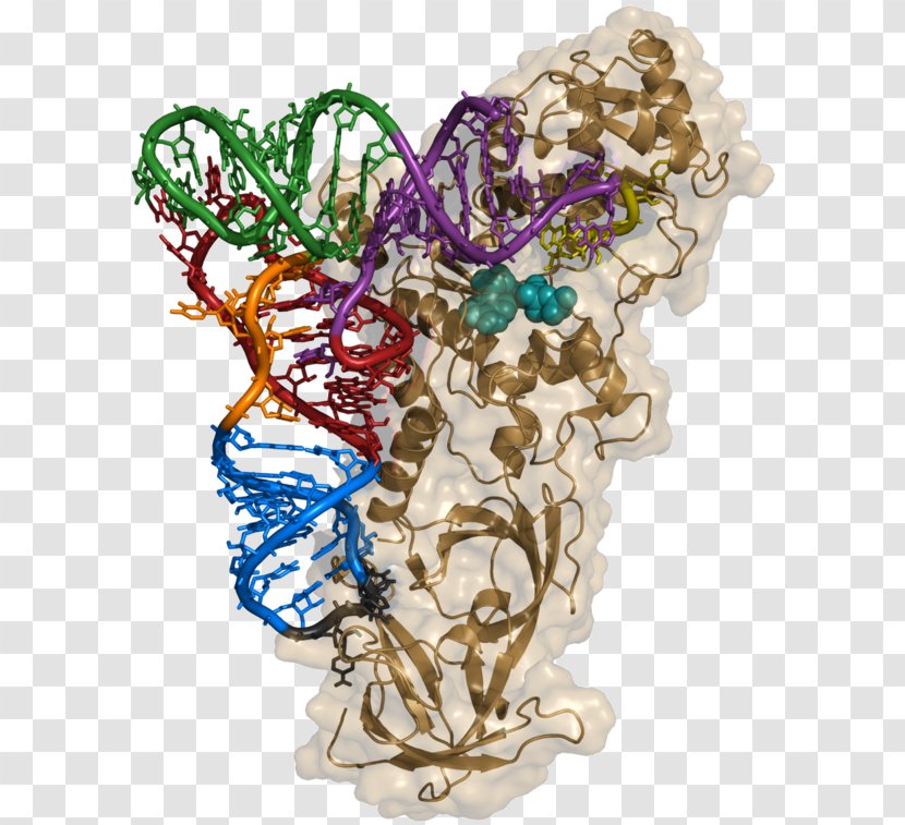 Aminoacyl TRNA Synthetase Transfer RNA Aminoacyl-tRNA Ligase - Amino Acid - Art Transparent PNG
