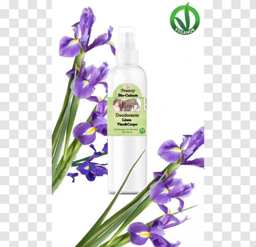 Lavender Violet Cut Flowers Herb Transparent PNG