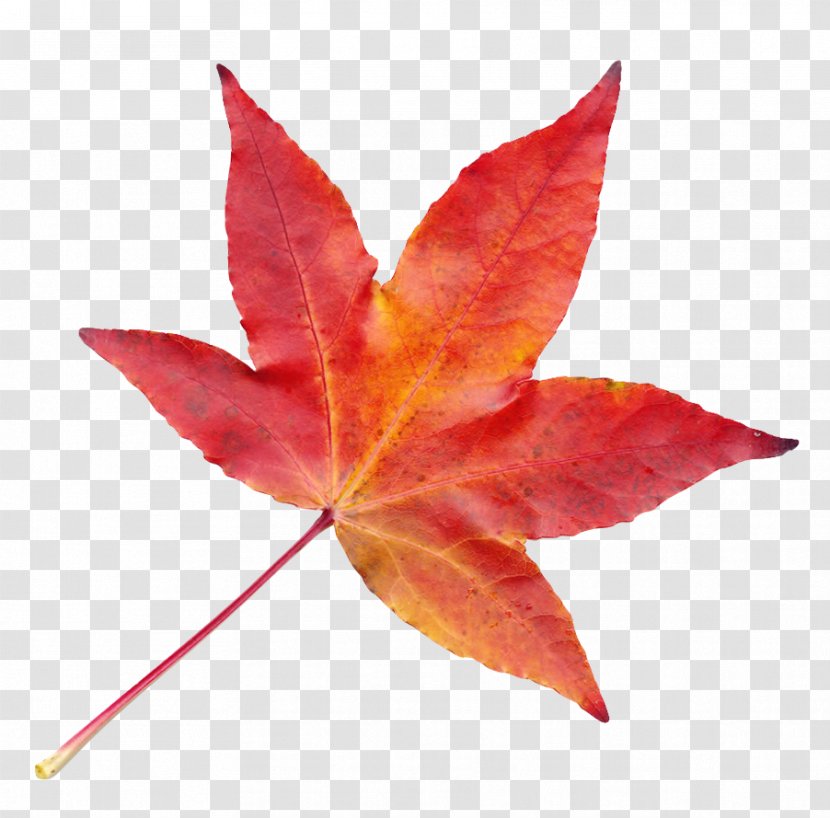 Leaf Autumn Transparency And Translucency Transparent PNG