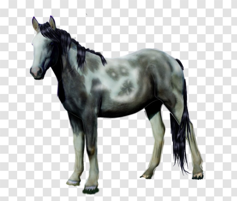 Horse Drawing Image Design - Equus Transparent PNG