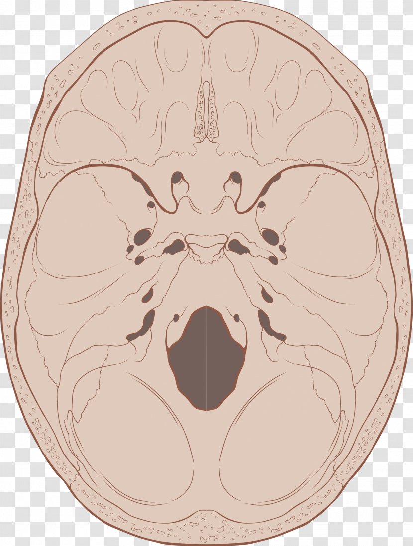 Base Of Skull Foramen Magnum Bone Anatomy - Cartoon - Image Transparent PNG