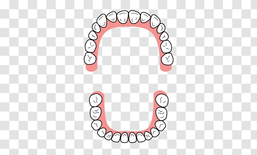 Dentition Tooth Dental Braces Dentist Bridge - Gums Transparent PNG